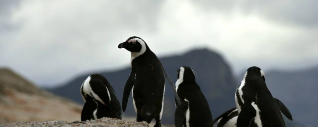 非洲的企鵝叫什麼名字 非洲的企鵝叫斑嘴環企鵝