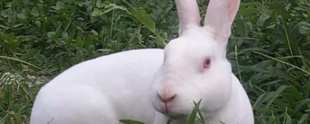 兔子養殖前景 養殖兔子有什麼前景