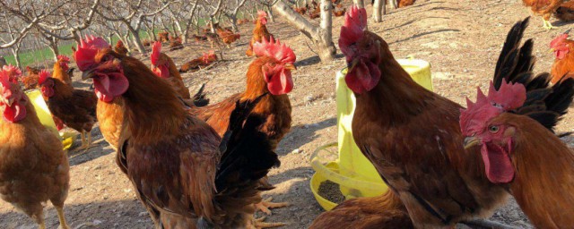 散養雞的養殖方法 散養雞的養殖有什麼方法