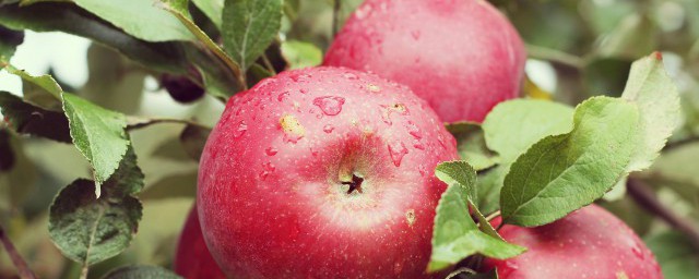 蘋果怎麼保存時間長 怎樣讓蘋果在傢存放久點?