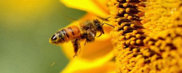 蜜蜂怎麼采蜜 蜜蜂采蜜的方法