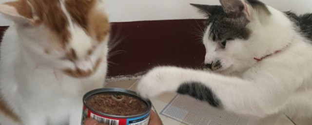 貓罐頭怎麼喂 怎麼喂貓罐頭