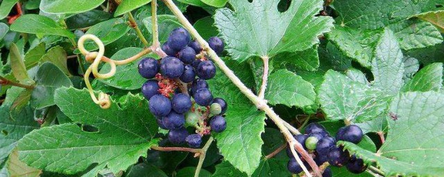 野葡萄栽培方法 野生葡萄種植方法介紹