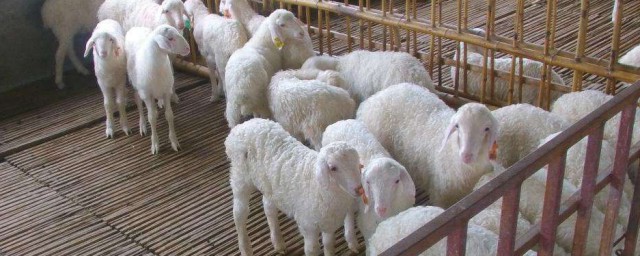 科學養羊新方法 科學養羊的5大方法