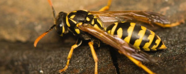 黃蜂繁殖方法 黃蜂如何繁殖