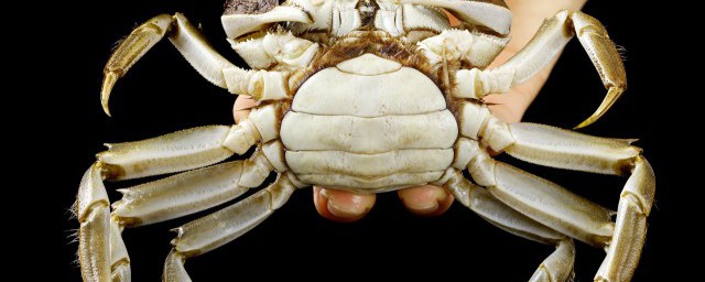 吃螃蟹腿小技巧 吃螃蟹腿小技巧是什麼