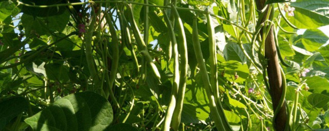綠扁豆種植方法 綠扁豆怎麼種