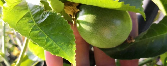 百香果種子怎麼種 種植百香果的方法