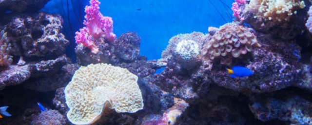 珊瑚怎麼養 珊瑚如何養殖