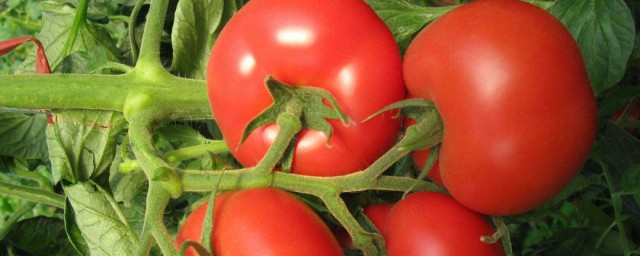 西紅柿怎麼種植 種植番茄的技巧