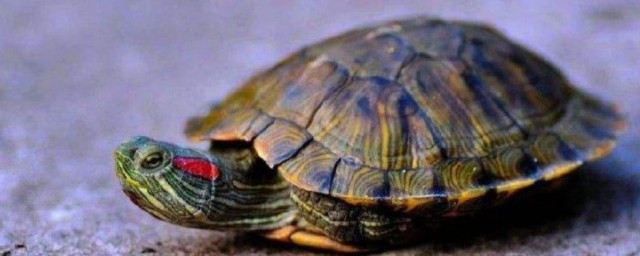 烏龜怎麼分辨公母 烏龜分辨公母方法