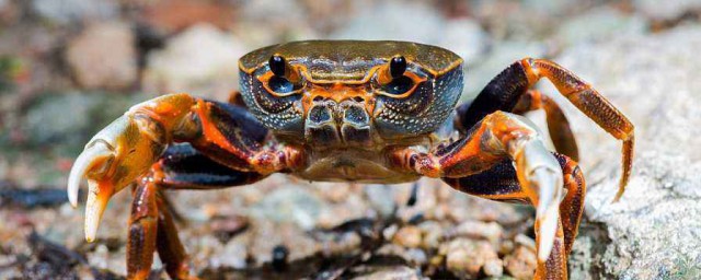 螃蟹公母怎麼分 分螃蟹公母方法