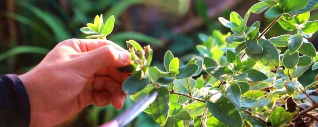 金銀花盆栽養殖方法和註意事項 金銀花盆栽的正確養殖方法