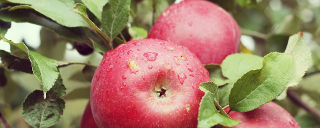 蘋果常溫下可以放多久 蘋果常溫下可以放多久的解析