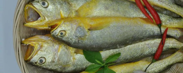 威海黃魚怎麼做 威海黃魚好吃的做法