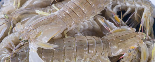 皮皮蝦怎麼保存好 皮皮蝦的保存方法