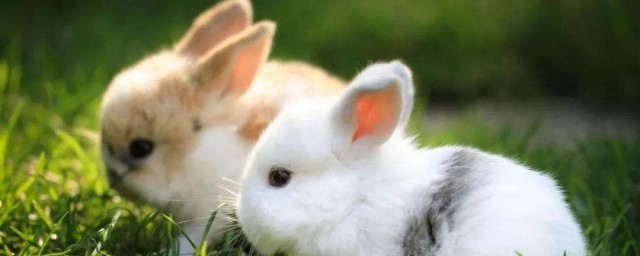 贊美兔子可愛的句子 描寫兔子可愛的美好句子