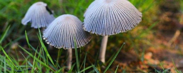 贊美蘑菇的句子 蘑菇營養成分和功效
