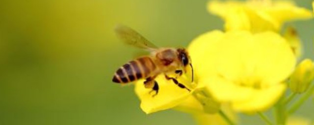 蜜蜂的簡短小故事 蜜蜂的小故事
