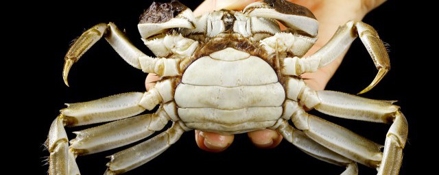 螃蟹怎麼正確的吃 螃蟹正確的吃法