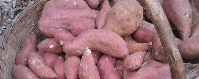 生紅薯怎麼保存 存放紅薯的步驟