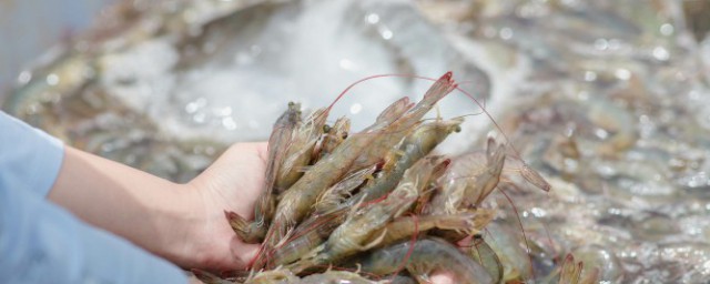 大蝦食用方法 大蝦的烹飪方法