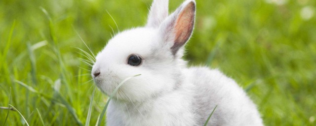 大白兔的養殖方法 大白兔怎麼養殖
