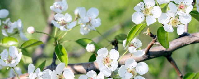 梨樹的防蟲方法 梨樹常見病蟲害怎麼防治