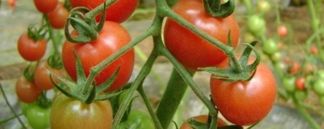 番茄最佳授粉方法 番茄怎麼授粉