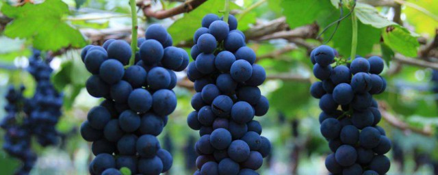 葡萄施有機肥方法 葡萄怎麼施有機肥