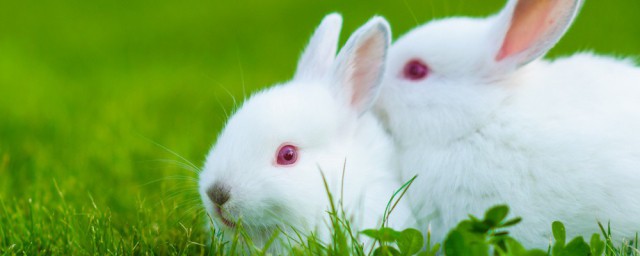 珍珠兔的養殖方法 珍珠兔喜歡什麼樣的養殖環境