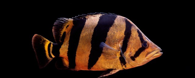虎魚飼養方法詳解 虎魚吃什麼
