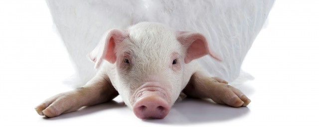 豬舍保暖最好方法 需要怎麼保暖