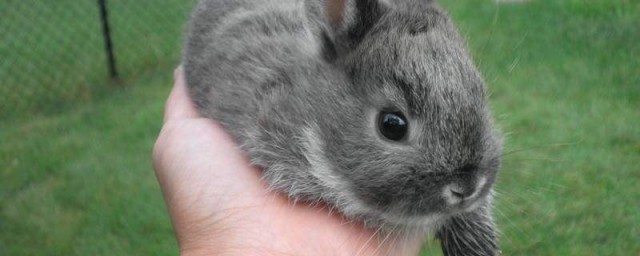 怎麼用正確的方法飼養侏儒兔 養兔子的方法