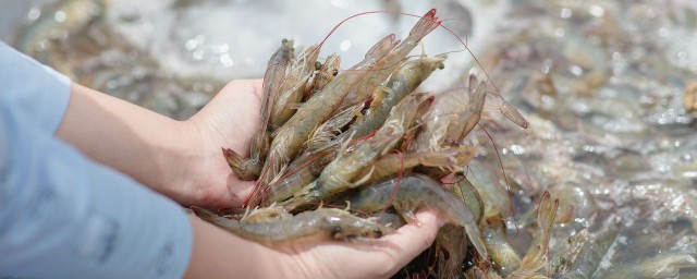 蝦的急凍方法 如何冷凍鮮蝦