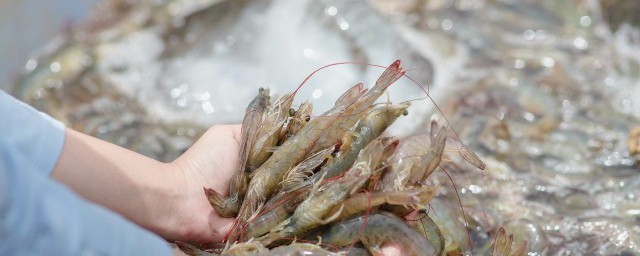 蝦冷凍前處理方法 鮮蝦如何冷凍