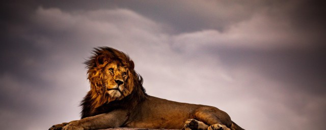 寫獅子的經典句子 雄壯的獅子讓人生畏