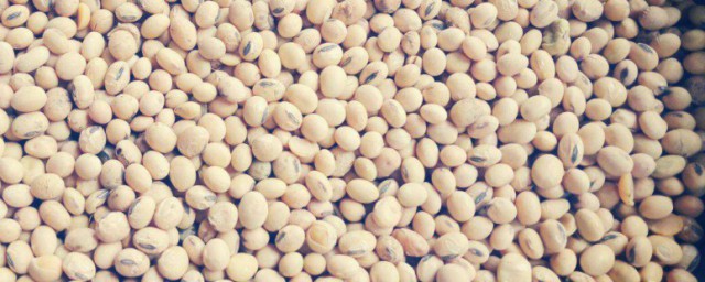 生大豆漚肥的方法 怎麼用黃豆做肥料