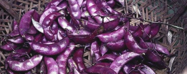怎麼做醋泡紫扁豆 醋泡紫扁豆步驟