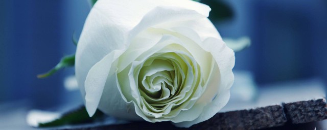 白玫瑰花代表什麼意思 關於白玫瑰花的介紹