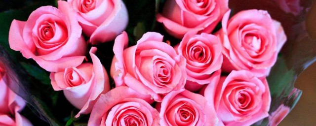 27朵玫瑰花代表什麼意思 27朵玫瑰花花語介紹