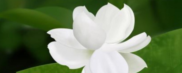 夢見白花是什麼意思 夢見白花是什麼征兆