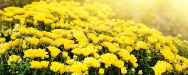 鮮菊花怎麼保存 鮮菊花保存方法介紹