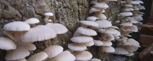 傢庭種平菇怎樣栽培 平菇種植最簡單方法