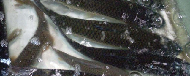 草魚換水的正確方法 草魚營養功效與作用