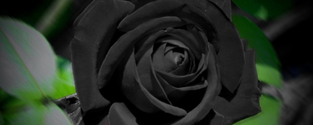 黑玫瑰代表什麼意思 黑玫瑰有什麼寓意
