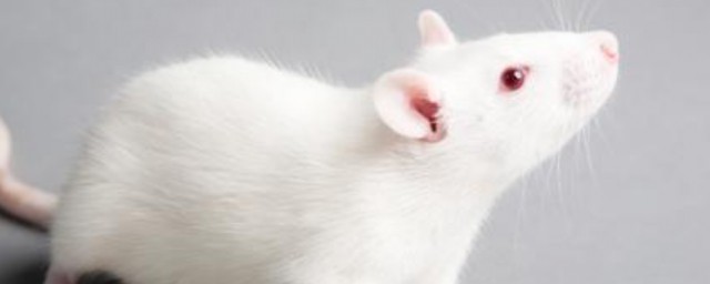 白老鼠是什麼意思 白老鼠指的是什麼