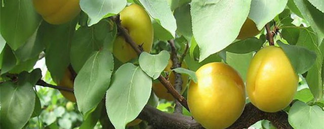 香杏的種植方法 如何種植香杏
