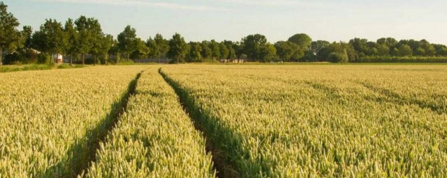 小麥種植方法 小麥怎麼種