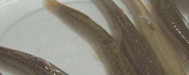 泥鰍怎麼保存方法 泥鰍的保存方法是什麼